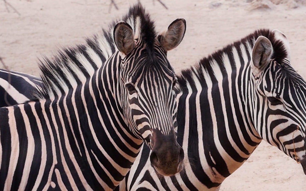 Zebras at Oasys MiniHollywood Zoo, Almería.