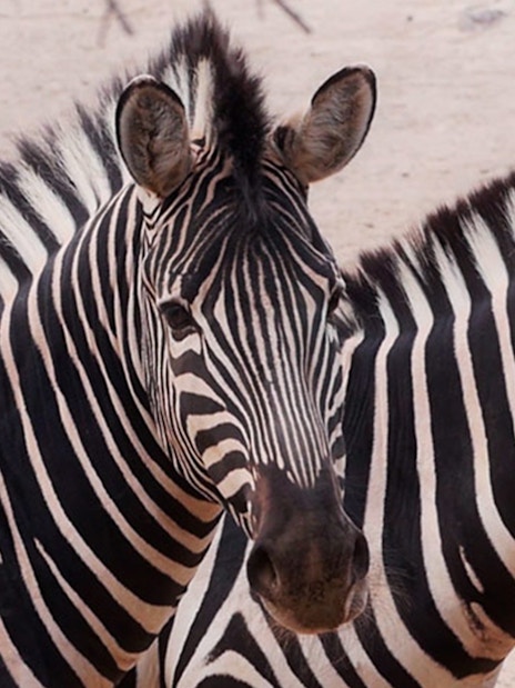 Zebras at Oasys MiniHollywood Zoo, Almería.