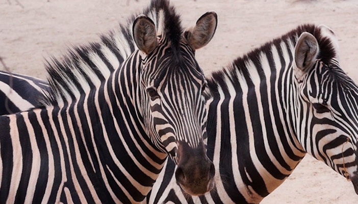 Zoological Reserve