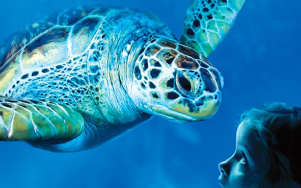 Sea turtle swimming near a child at Sea Life Benalmádena.