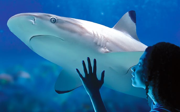 Person interacting with a shark at Sea Life Benalmádena aquarium.