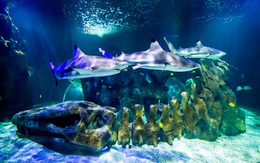 Sharks swimming over a large skeleton at Sea Life Benalmádena.