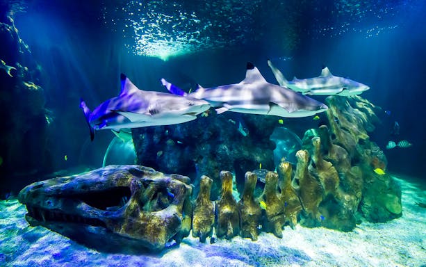 Sharks swimming over a large skeleton at Sea Life Benalmádena.