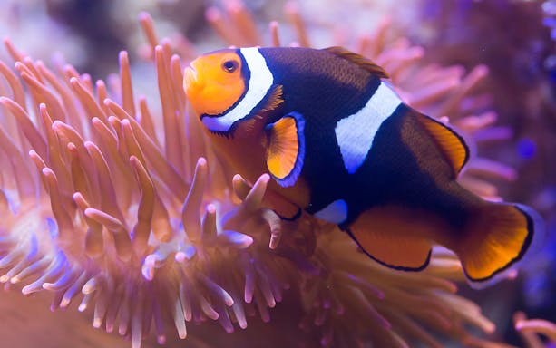 Clownfish swimming among sea anemones at Sea Life Benalmádena.