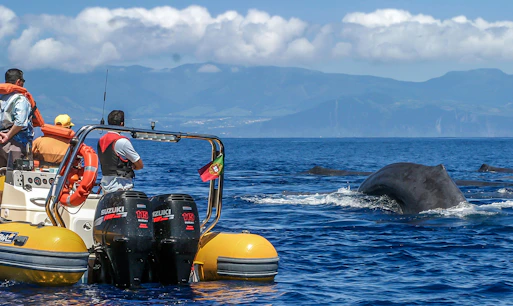 Azores Wildlife Tour