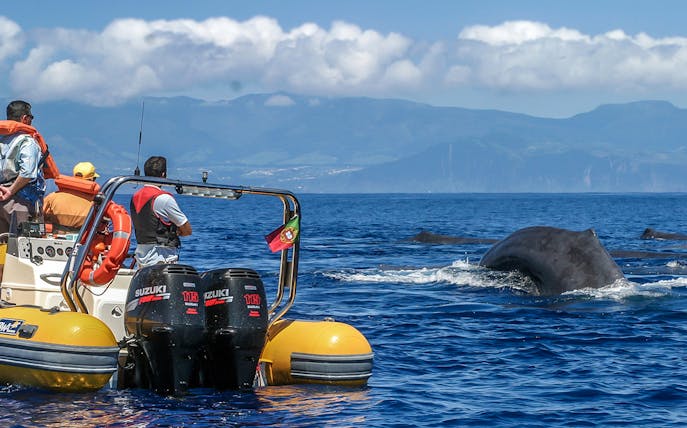 Boat tour with people watching whales near Azores Island.