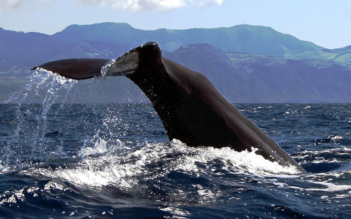 Whale tail emerging from ocean near Azores Island during boat tour.