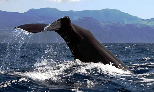 Whale Watching at Azores Islands