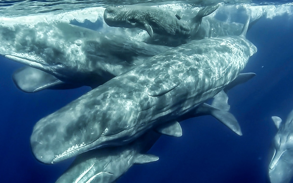 Whales swimming underwater during Azores Islands whale watching tour.