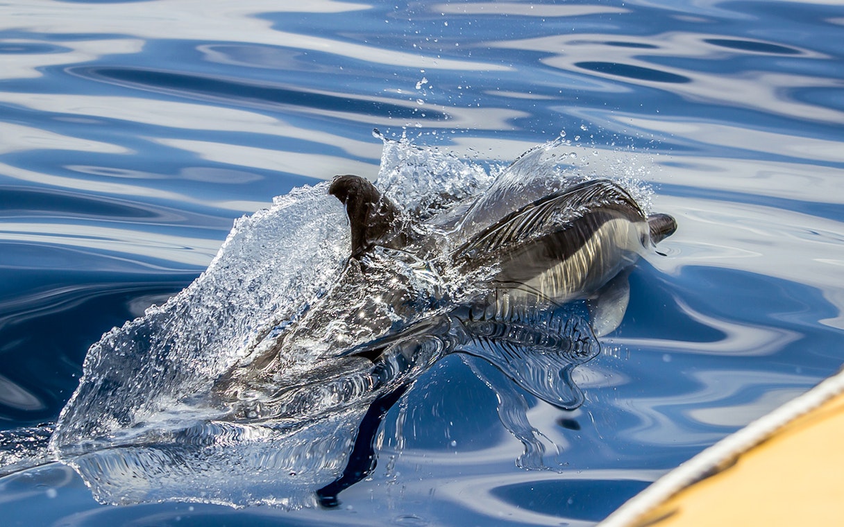 Dolphin swimming near a boat during whale watching tour at Azores Island.