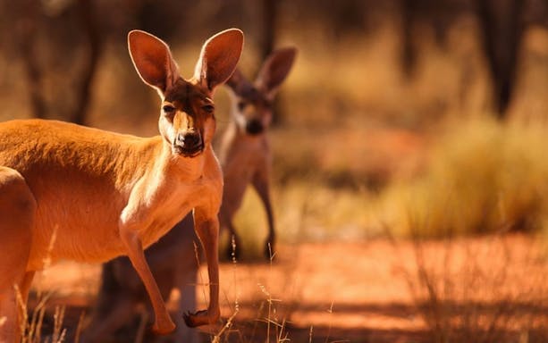 Kangaroo in the Uluru desert landscape, Australia, for audio guide tour.