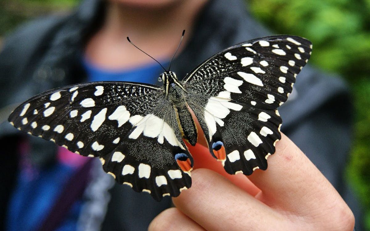 kuala lumpur city escape nature tour-5 kuala lumpur city escape nature tour-5