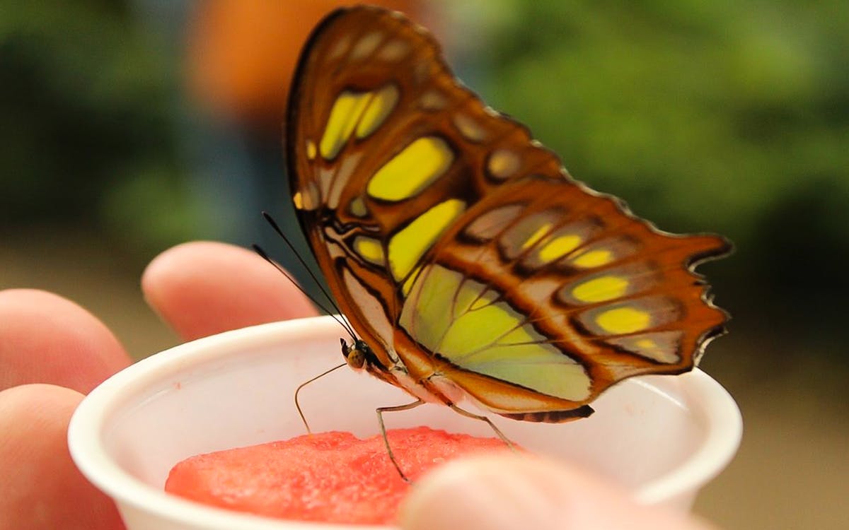 kuala lumpur city escape nature tour-9 kuala lumpur city escape nature tour-9