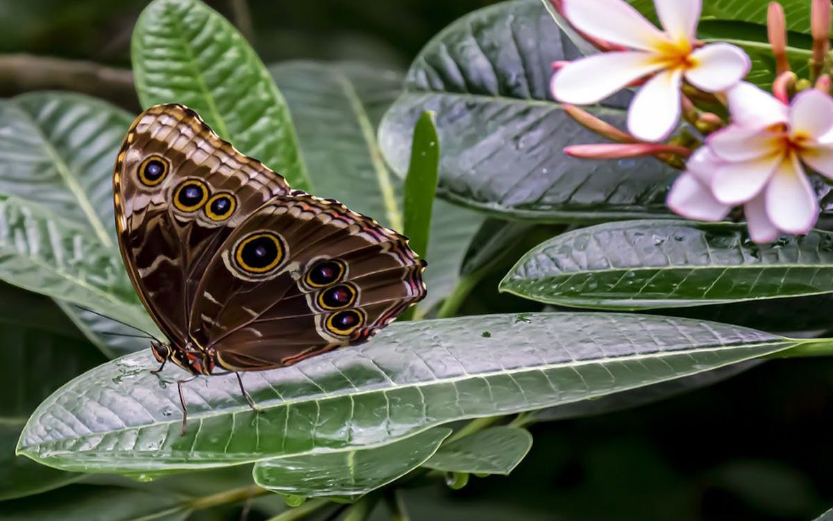 kuala lumpur city escape nature tour-8 kuala lumpur city escape nature tour-8
