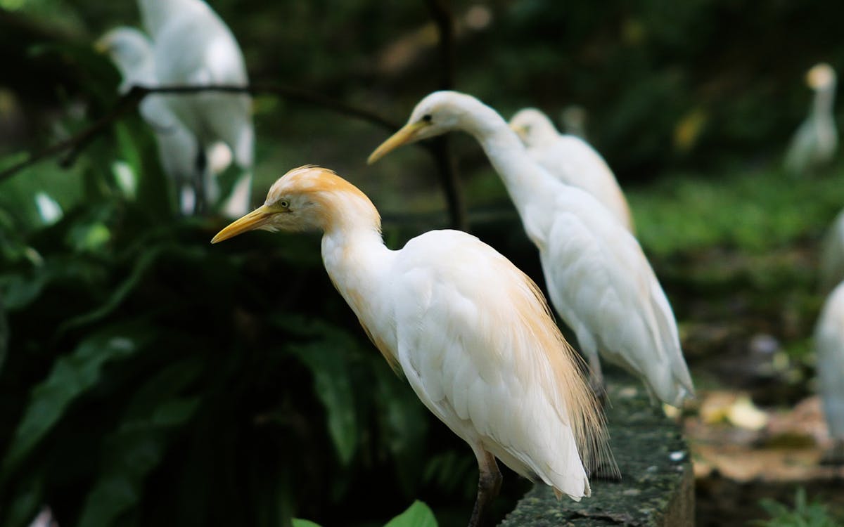 kuala lumpur city escape nature tour-10 kuala lumpur city escape nature tour-10