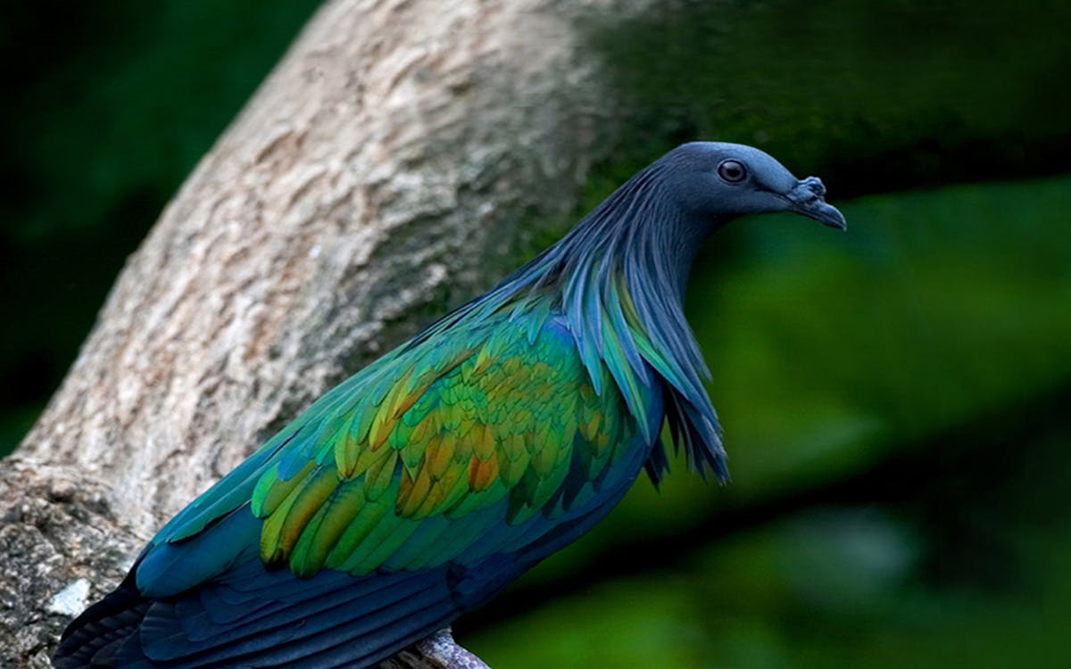 kuala lumpur city escape nature tour-3 kuala lumpur city escape nature tour-3