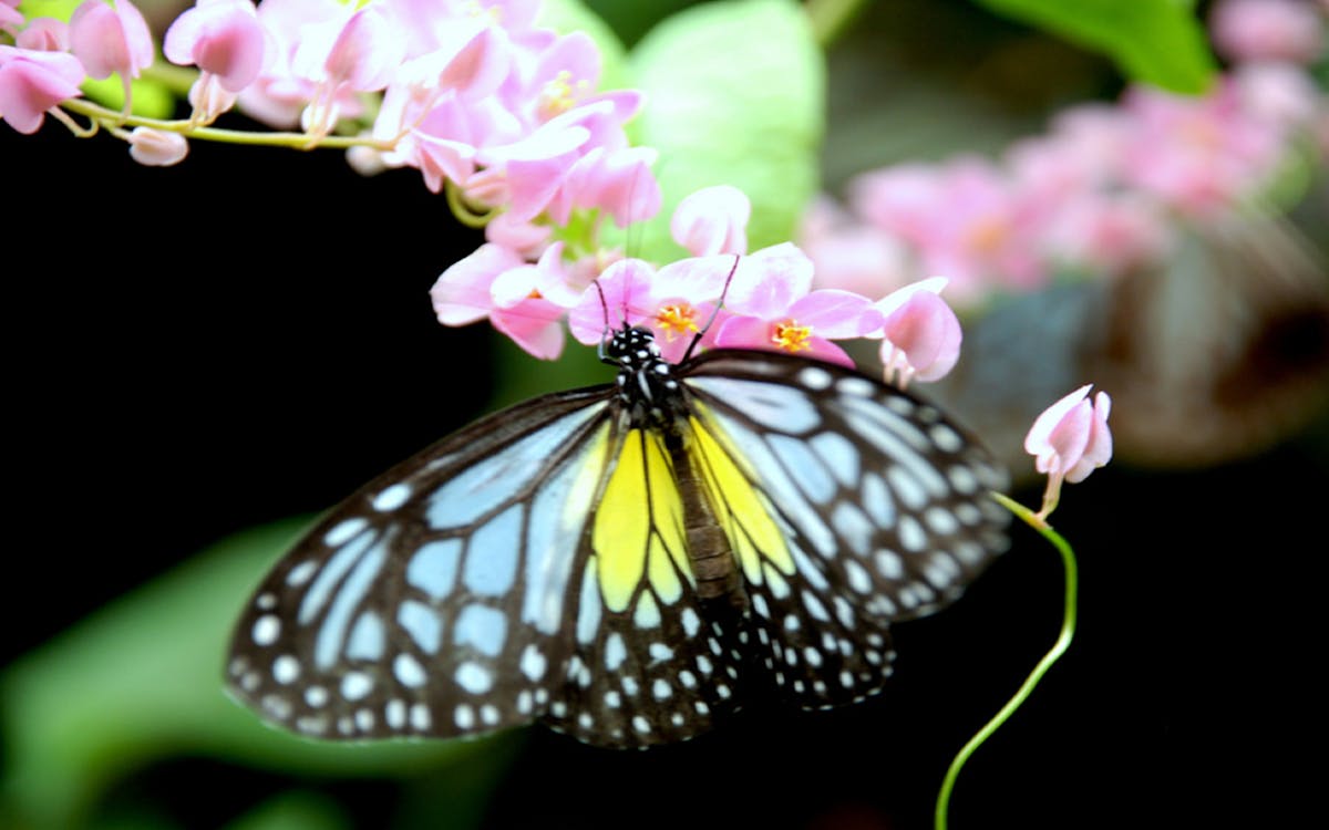 kuala lumpur city escape nature tour-2 kuala lumpur city escape nature tour-2