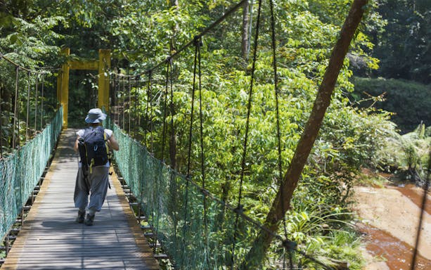 Person walking on a suspension bridge in Pahang National Park, surrounded by lush greenery.