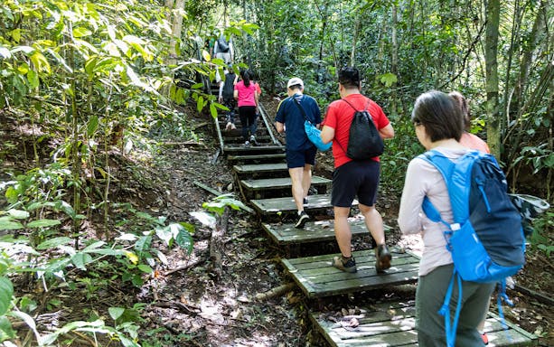 Hikers ascending wooden steps in Pahang National Park during a nature exploration tour from Kuala Lumpur.