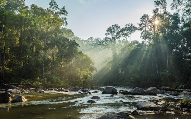 River flowing through lush forest in Pahang National Park, Malaysia, with sunlight filtering through trees.