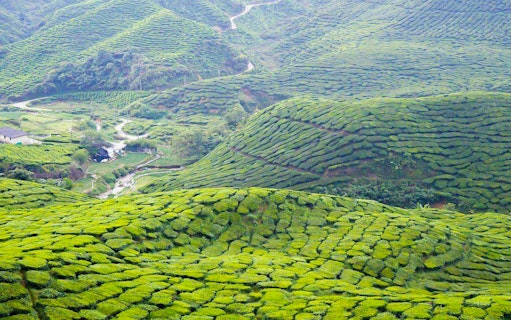 Tea plantations in Cameron Highlands, Malaysia, with lush green hills and winding paths.
