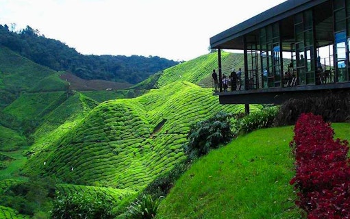 Tea plantation view with visitors at a cafe in Cameron Highlands, Malaysia.