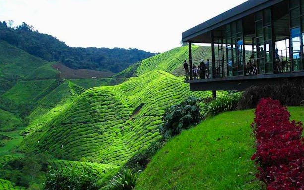 Tea plantation in Cameron Highlands, Malaysia, with lush green terraces and misty hills, part of Kuala Lumpur tour.