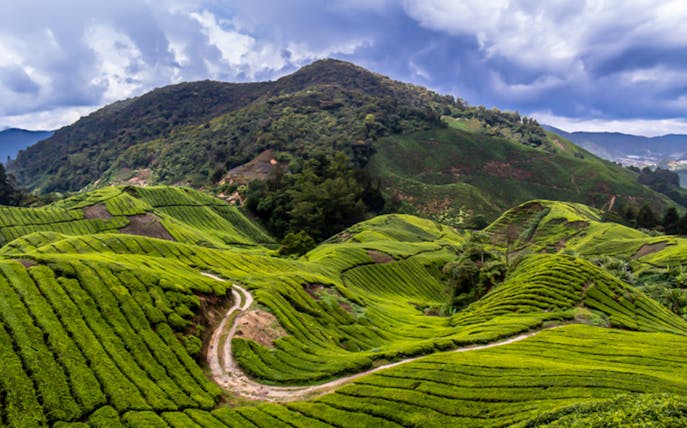 Tea plantations in Cameron Highlands, Malaysia, with lush green hills and a winding path.