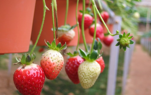 Strawberries growing in a Cameron Highlands farm, part of the Kuala Lumpur tour.