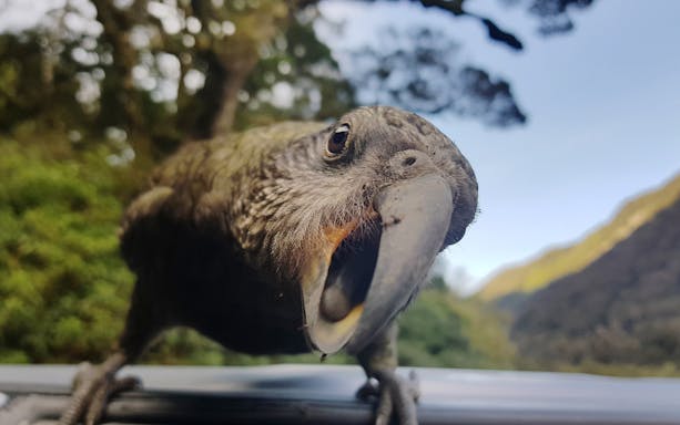 Kea bird close-up on Milford Track, New Zealand forest background.