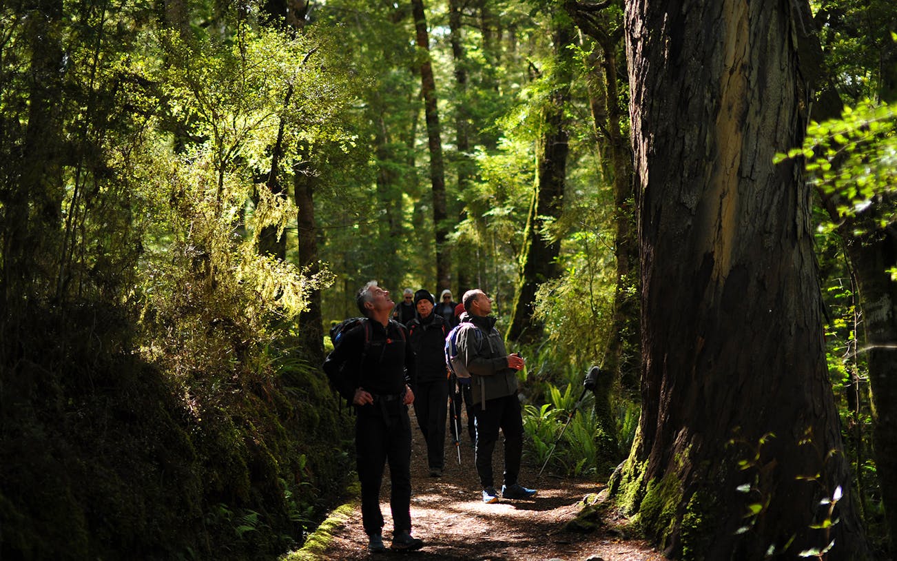 Hikers exploring lush forest on Kepler Track during guided heli hike from Te Anau.