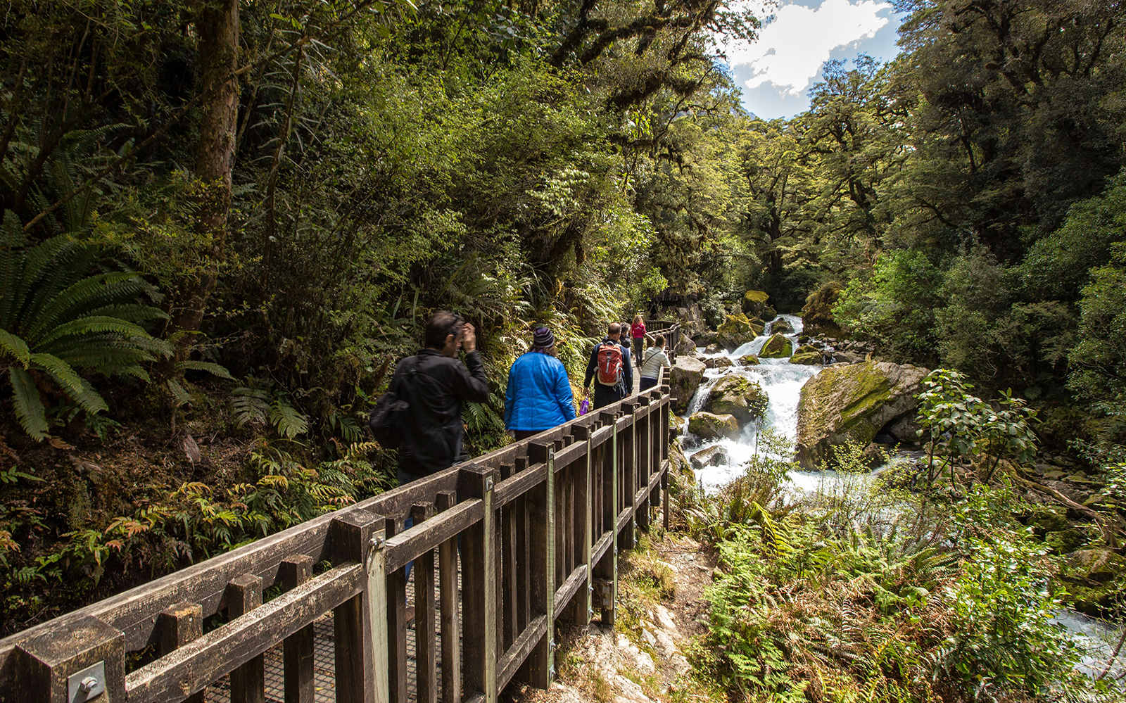 Group walking on a forest trail beside a river in Milford Sound.