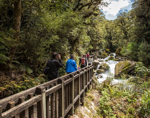 Group walking on a forest trail beside a river in Milford Sound.