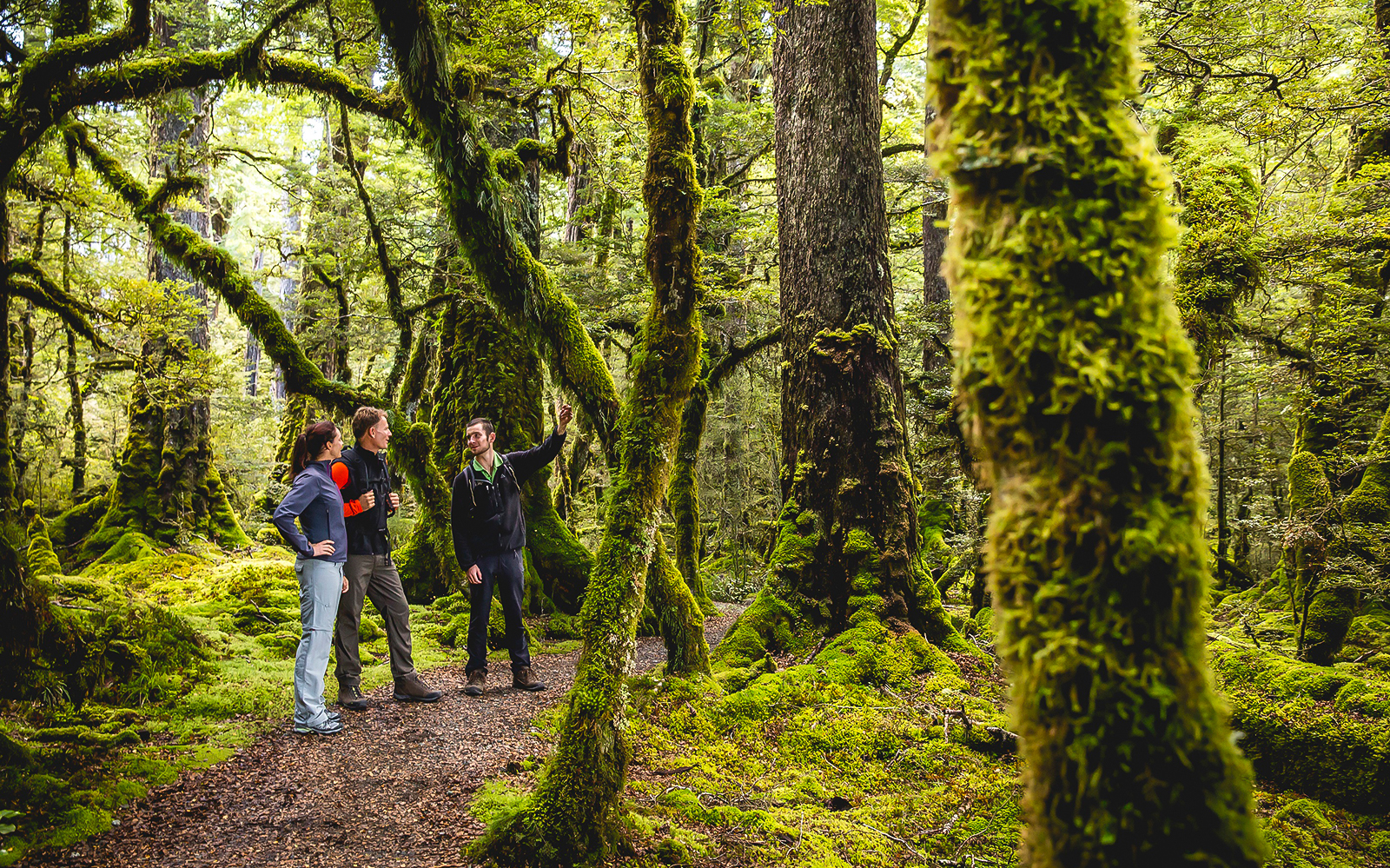 Guided wilderness Walks in Milford Sound