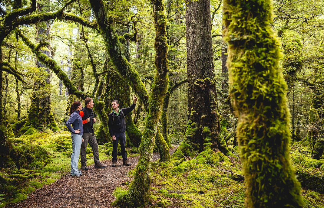 Guided wilderness Walks in Milford Sound