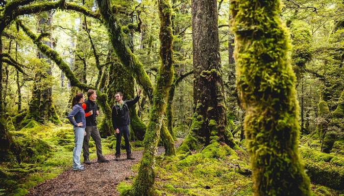 Guided wilderness Walks in Milford Sound