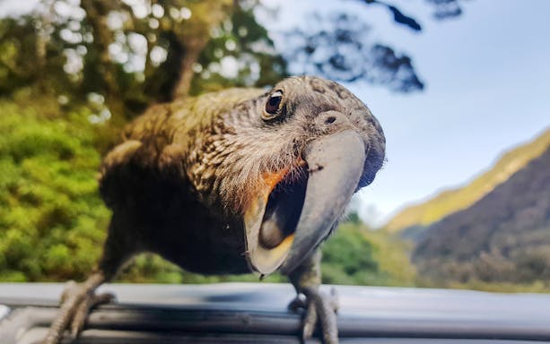 Kea bird close-up during Lake Marian hiking tour in New Zealand.