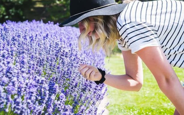 Person enjoying lavender field on Wonders of Wanaka Tour.