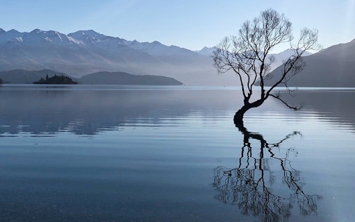 Tree in Lake Wanaka with mountain backdrop, Wonders of Wanaka Tour.
