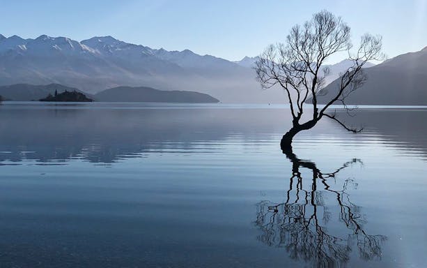 Tree in Lake Wanaka with mountain backdrop, Wonders of Wanaka Tour.
