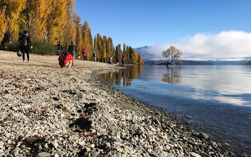 People walking along Lake Wanaka shore with the famous lone tree in New Zealand.