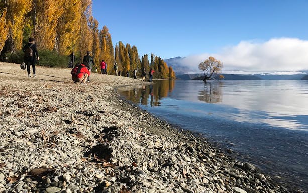 People walking along Lake Wanaka shore with the famous lone tree in New Zealand.