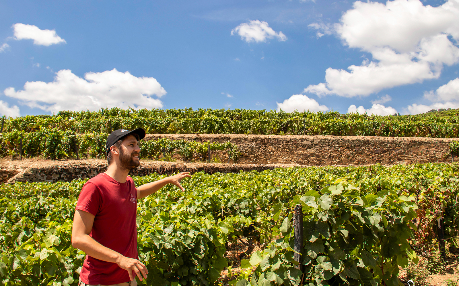 Tour guide in Douro Valley vineyard, Portugal, explaining grape cultivation.