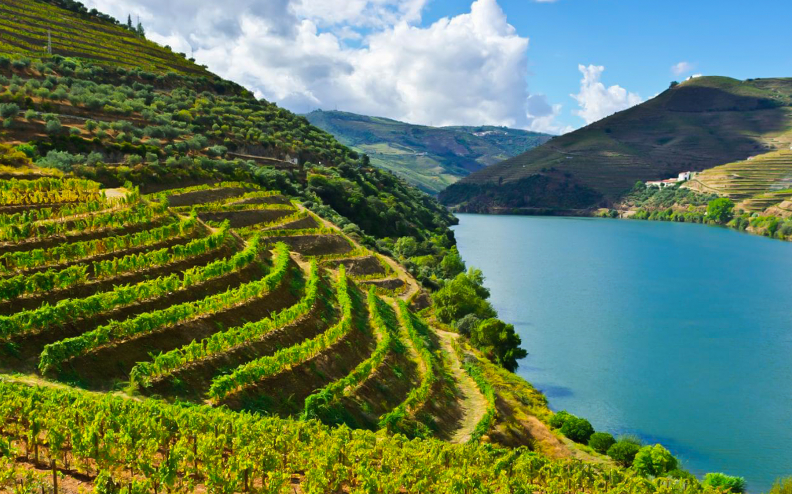 Terraced vineyards along the Douro River in Portugal's Douro Valley.