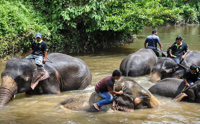 People interacting with elephants in a river at an elephant sanctuary near Kuala Lumpur.
