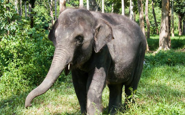 Elephant in lush sanctuary during Kuala Lumpur wildlife tour.