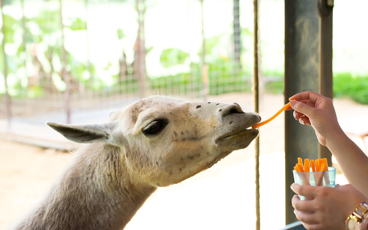 okinawa neo park admission ticket-4 okinawa neo park admission ticket-4