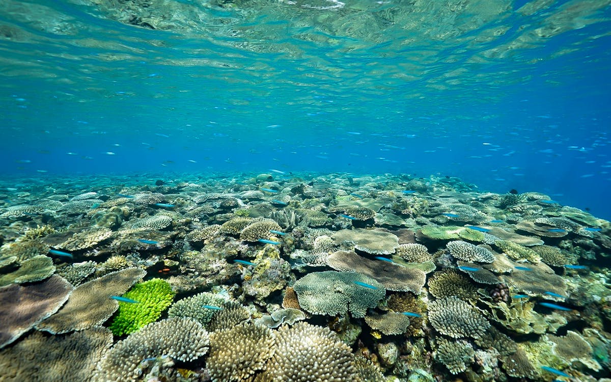 half-day/1-day kerama islands snorkeling tour from naha, okinawa-10 half-day/1-day kerama islands snorkeling tour from naha, okinawa-10