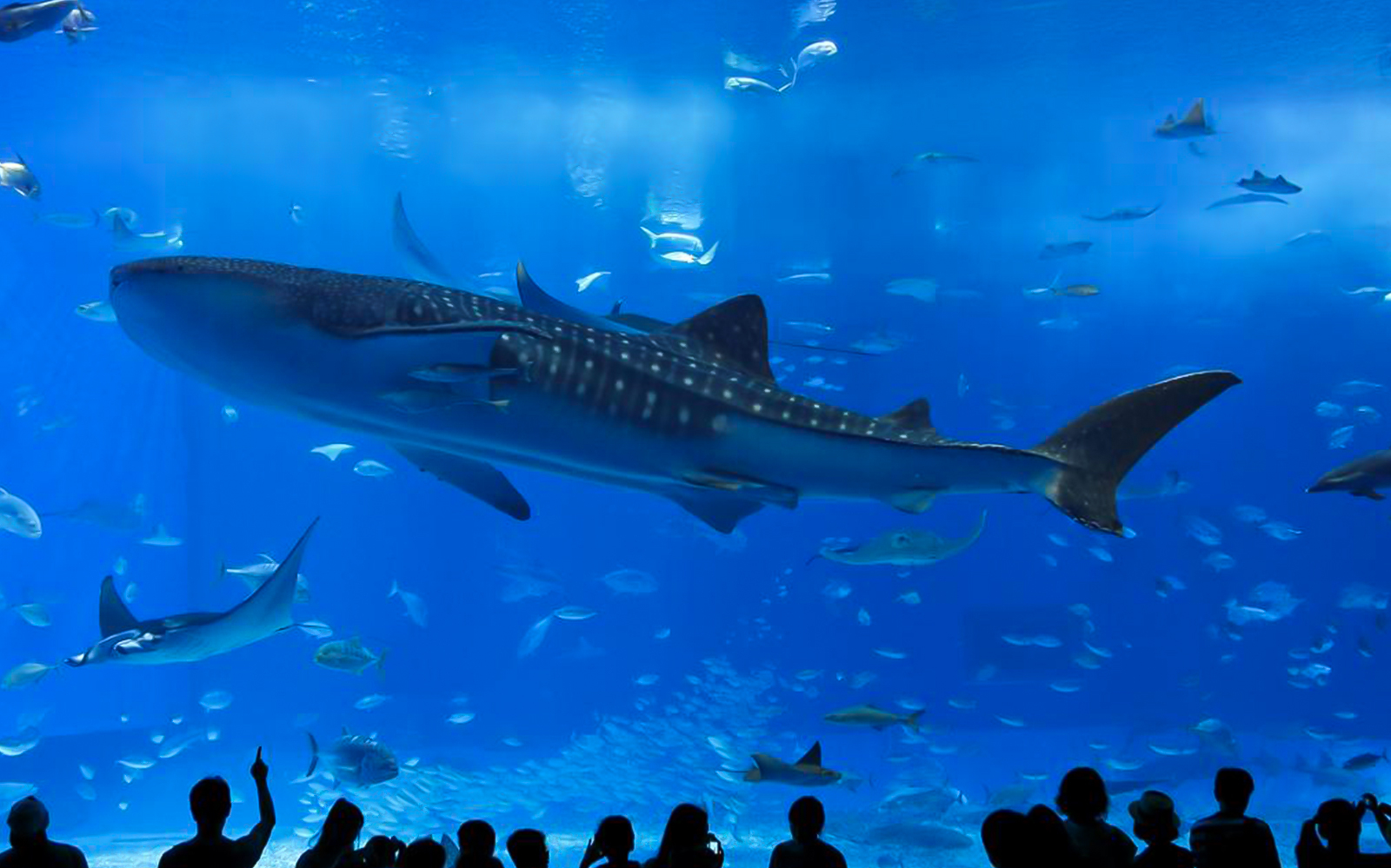 Whale shark swimming in Churaumi Aquarium, Okinawa, viewed by visitors.