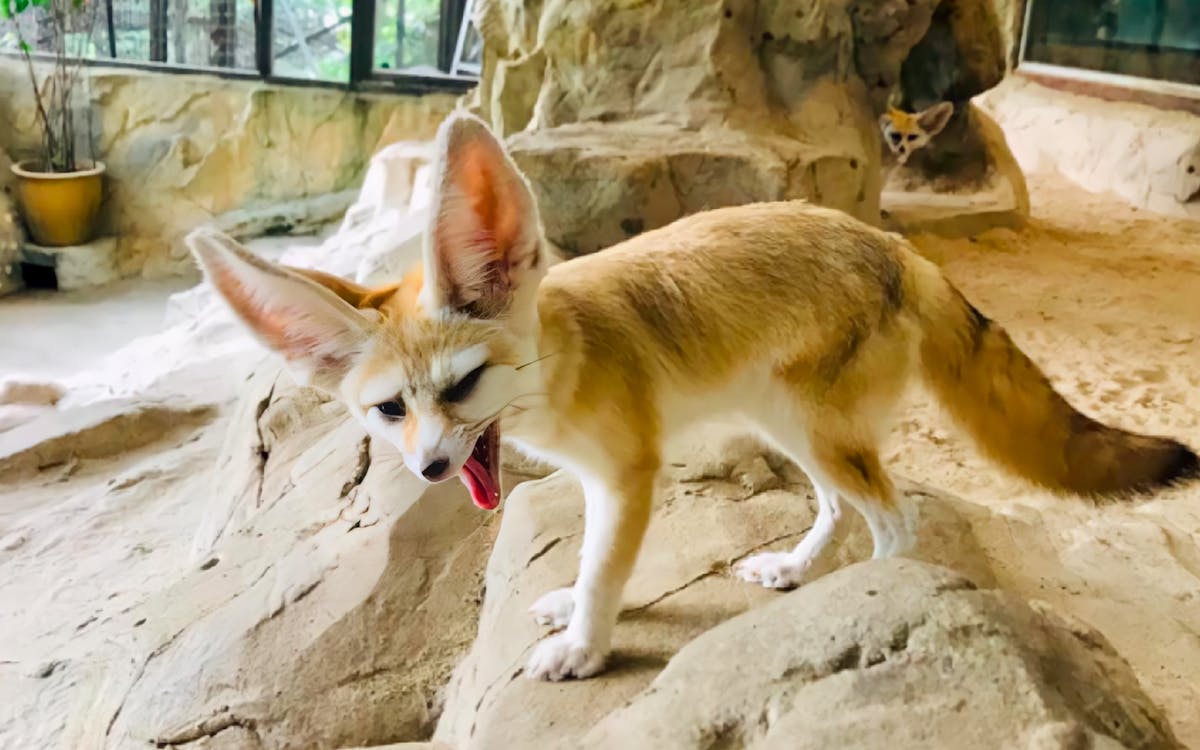 combo: kl tower + kl tower mini zoo tickets-11 combo: kl tower + kl tower mini zoo tickets-11